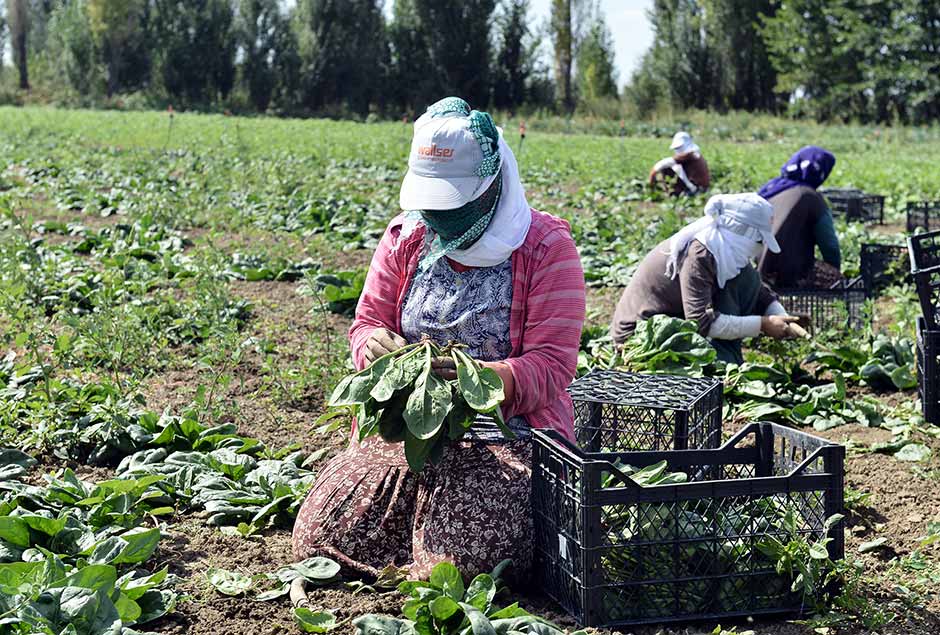 Eskişehir, Tepebaşı ilçesinin kırsal mahallelerinden olan Sakintepe'den günlük 50 bin kasa maydanoz, dere otu, taze soğan, roka, vb. gibi sebzeler İstanbul'a ulaşıyor.