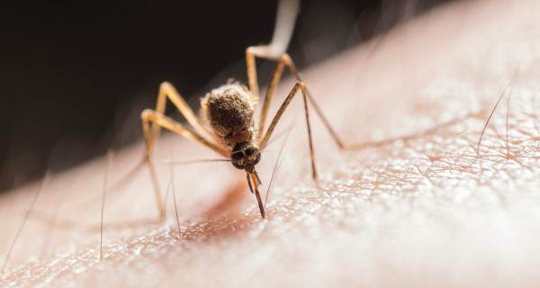 Sivrisinekler Evinize Yaklaşamayacak!  Sivrisineklerden Kurtulmak İçin Neler Yapılabilir? 